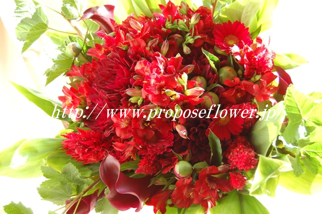 おしゃれで真っ赤なダリアの花束 ドイツマイスターの花束専門店 プロポーズフラワーショップ