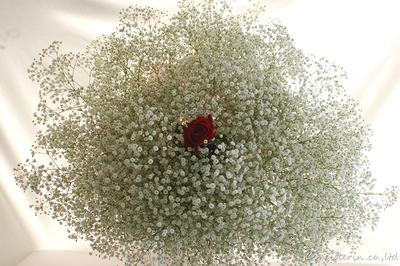赤バラ一輪とカスミソウのプロポーズ花束