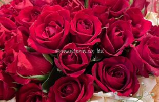 坂の上レストランで赤いバラの花束プロポーズ