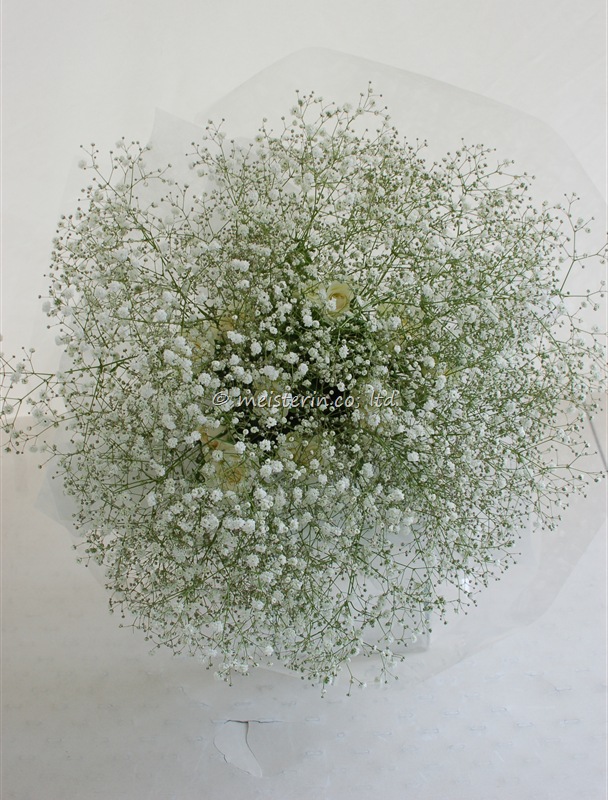 かすみ草とダズンローズのプロポーズの花束