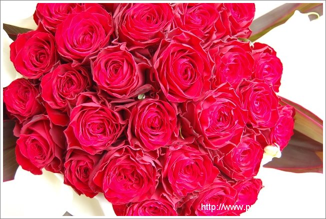 赤いバラ プロポーズ花束